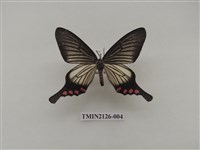 藏品(淺翅鳳蛾)的圖片